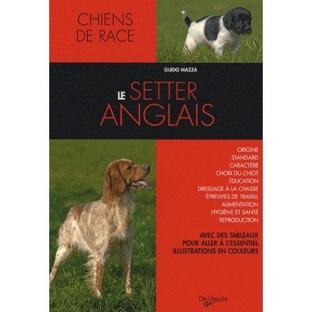 Le setter anglais