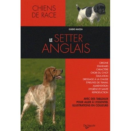 Le setter anglais