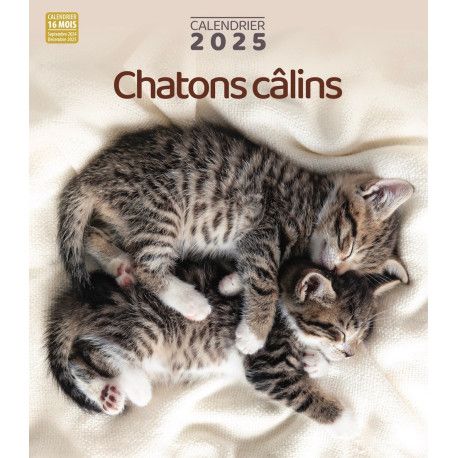 Calendrier 2025  Chatons câlins