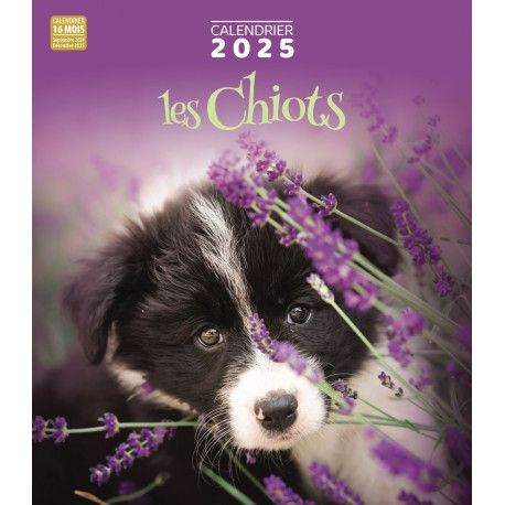 Calendrier 2025  Les Chiots